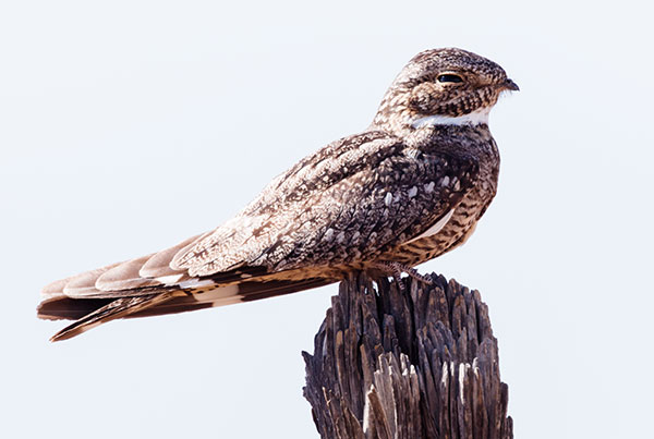 Lesser Nighthawk Chordeiles acutipennis