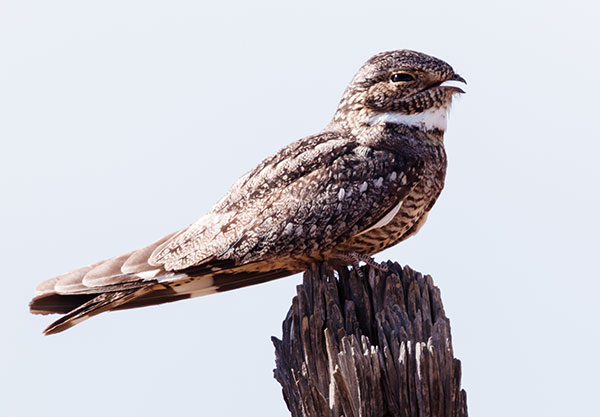 Lesser Nighthawk Chordeiles acutipennis