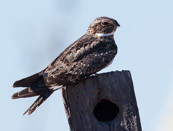 Lesser Nighthawk Chordeiles acutipennis