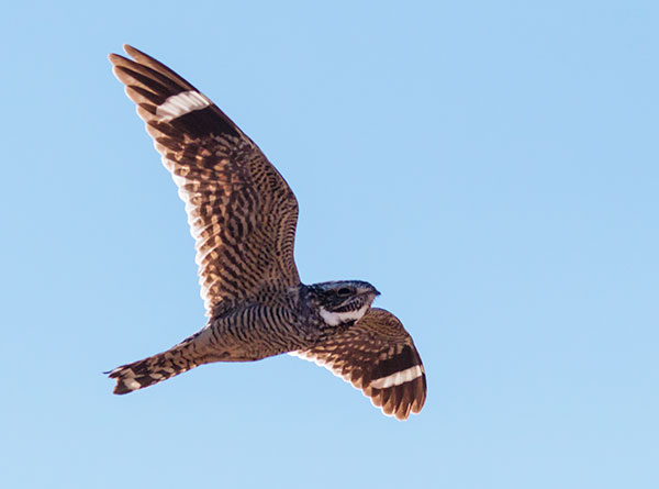 Lesser Nighthawk Chordeiles acutipennis