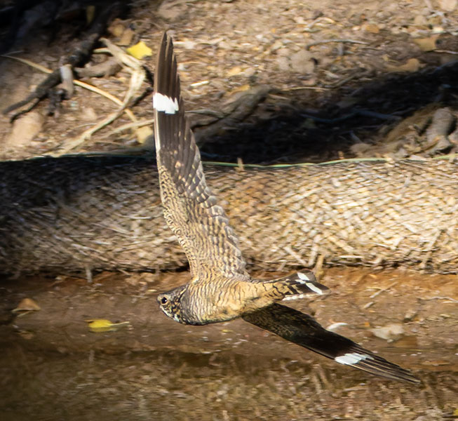 Lesser Nighthawk Chordeiles acutipennis