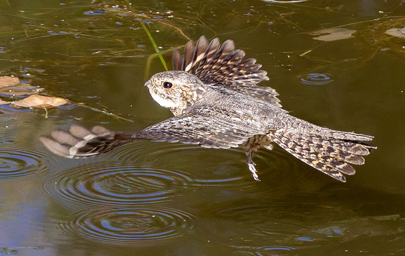 Lesser Nighthawk Chordeiles acutipennis