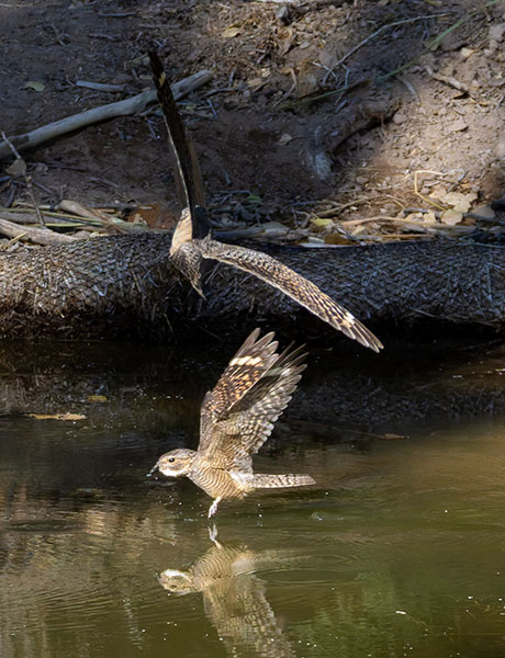 Lesser Nighthawk Chordeiles acutipennis