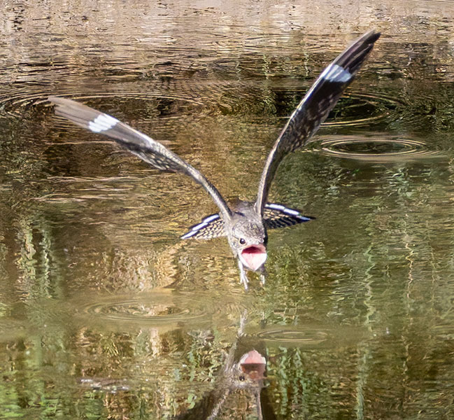 Lesser Nighthawk Chordeiles acutipennis