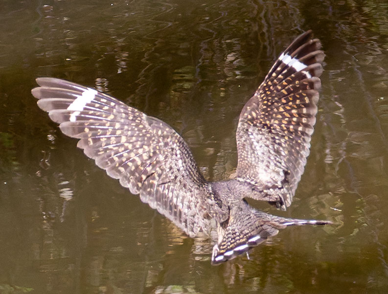 Lesser Nighthawk Chordeiles acutipennis