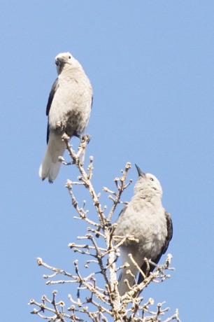 Clark's Nutcrackers Nucifraga columbiana 