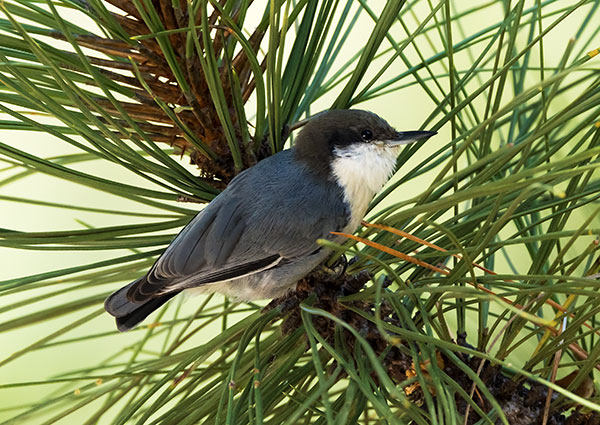 Pygmy Nuthatch  Sitta pygmaea 