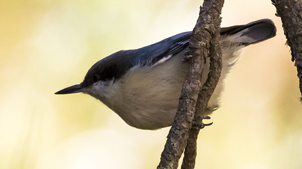 Pygmy Nuthatch  Sitta pygmaea 
