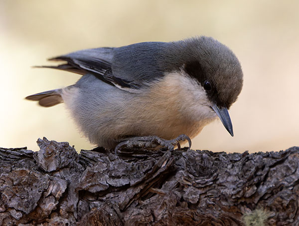 Pygmy Nuthatch  Sitta pygmaea 