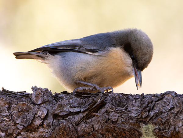 Pygmy Nuthatch  Sitta pygmaea 