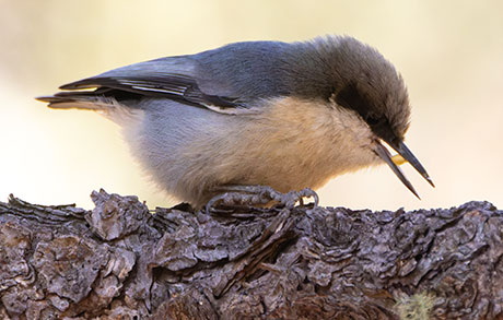 Pygmy Nuthatch  Sitta pygmaea 