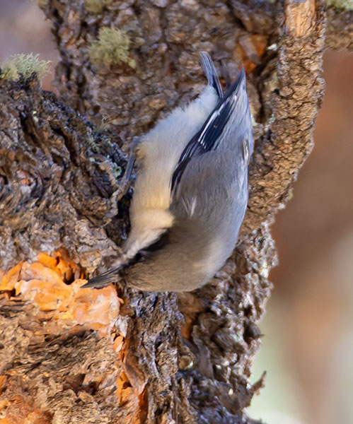 Pygmy Nuthatch  Sitta pygmaea 