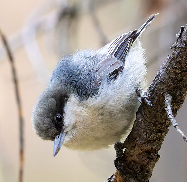 Pygmy Nuthatch  Sitta pygmaea 