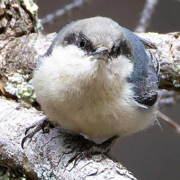 Pygmy Nuthatch  Sitta pygmaea 