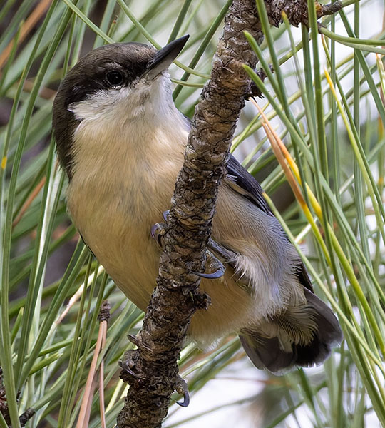 Pygmy Nuthatch  Sitta pygmaea 
