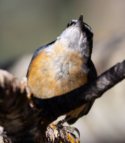Red-breasted Nuthatche Sitta canadensis