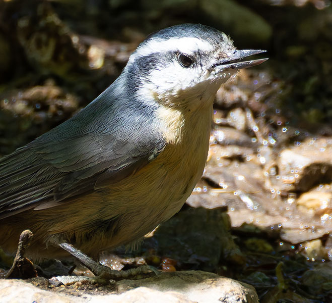 Red-breasted Nuthatche Sitta canadensis