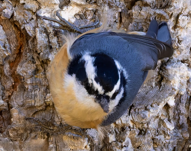 Red-breasted Nuthatche Sitta canadensis