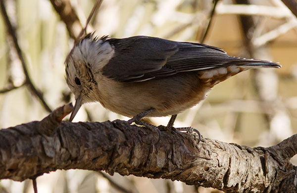 White-breasted Nuthatch Sitta carolinensis 