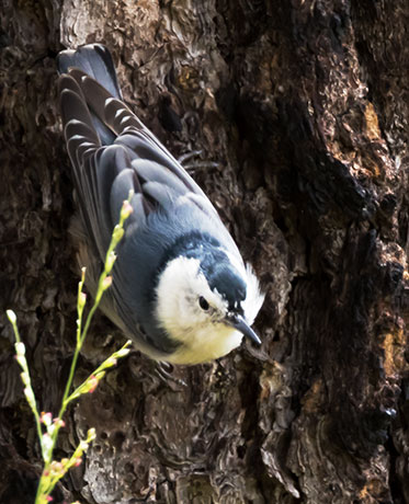 White-breasted Nuthatch Sitta carolinensis 
