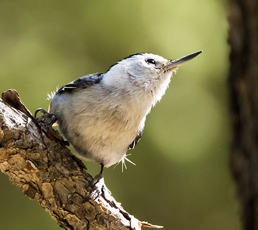 White-breasted Nuthatch Sitta carolinensis 