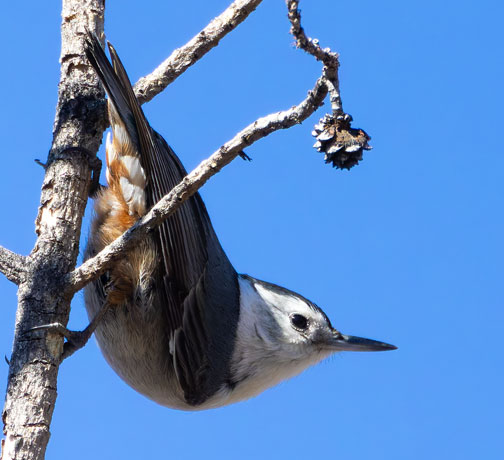 White-breasted Nuthatch Sitta carolinensis 
