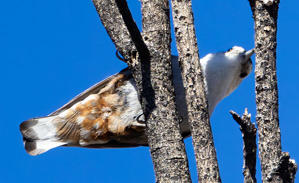 White-breasted Nuthatch Sitta carolinensis 