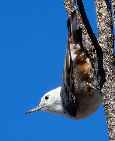 White-breasted Nuthatch Sitta carolinensis 