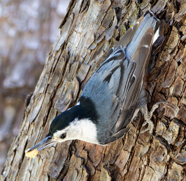 White-breasted Nuthatch Sitta carolinensis 