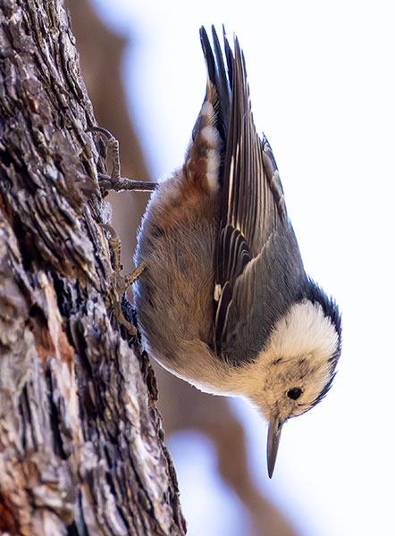 White-breasted Nuthatch Sitta carolinensis 