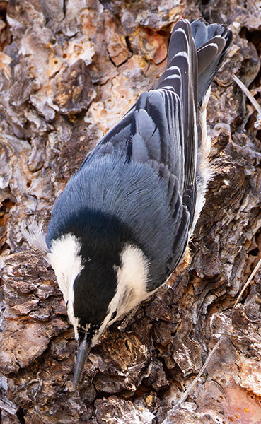 White-breasted Nuthatch Sitta carolinensis 