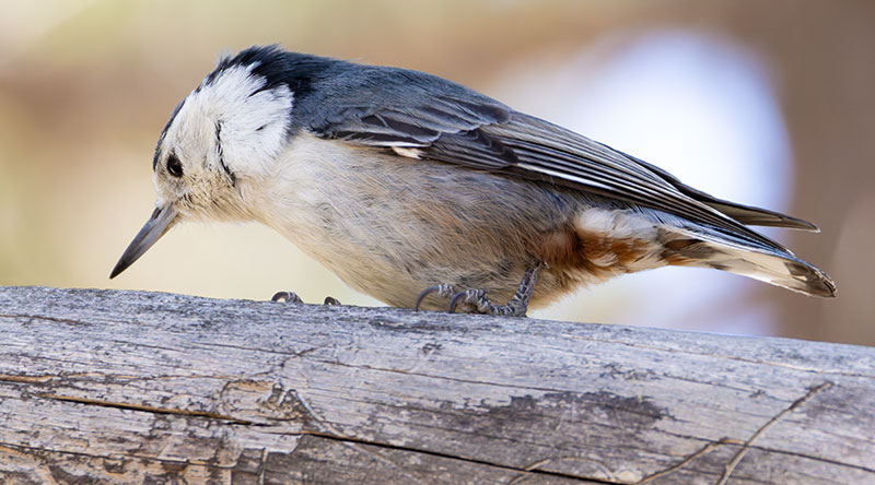 White-breasted Nuthatch Sitta carolinensis 