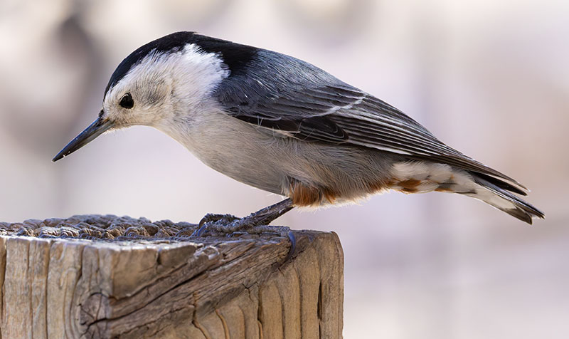 White-breasted Nuthatch Sitta carolinensis 