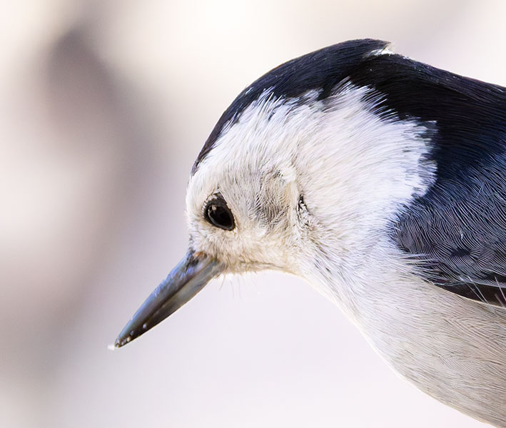 White-breasted Nuthatch Sitta carolinensis 