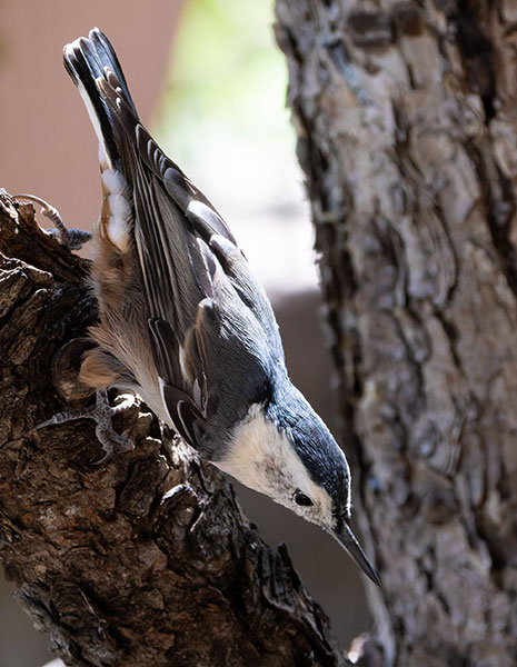 White-breasted Nuthatch Sitta carolinensis 
