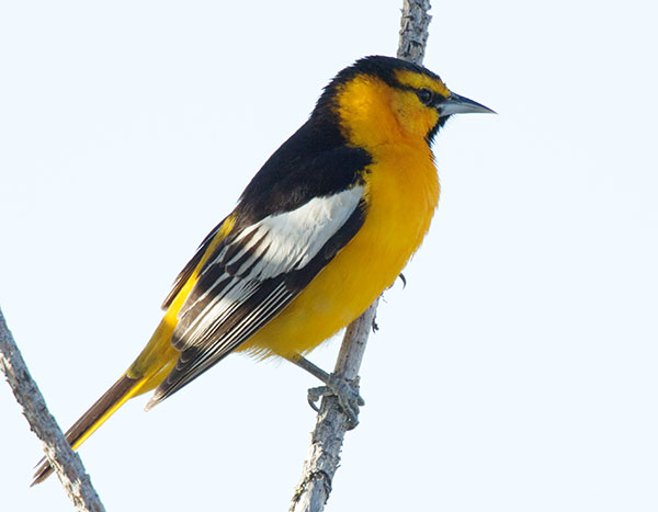 Bullock's Oriole Icterus bullockii 