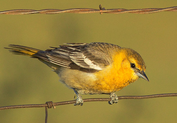 Bullock's Oriole Icterus bullockii 