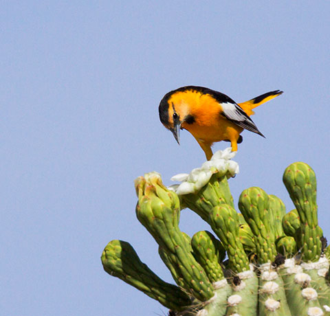 Bullock's Oriole Icterus bullockii 