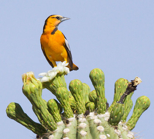 Bullock's Oriole Icterus bullockii 