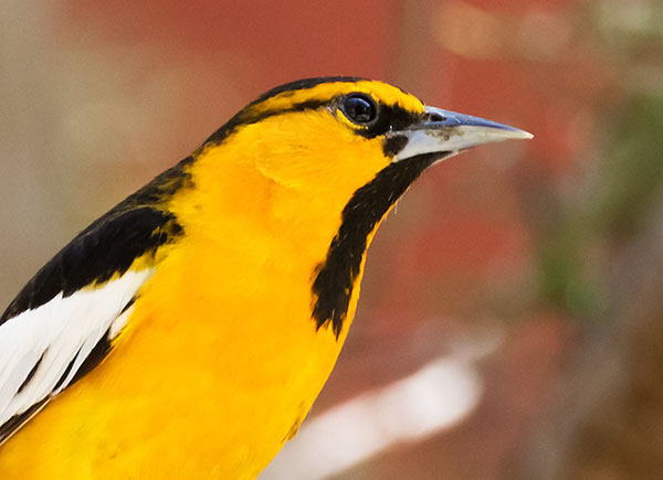 Bullock's Oriole Icterus bullockii 