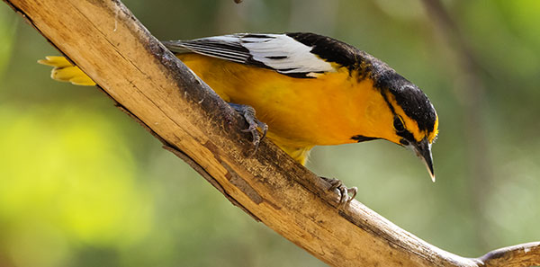Bullock's Oriole Icterus bullockii 