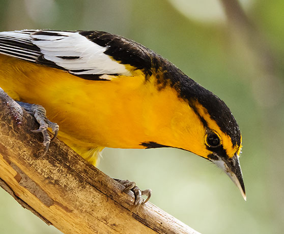 Bullock's Oriole Icterus bullockii 
