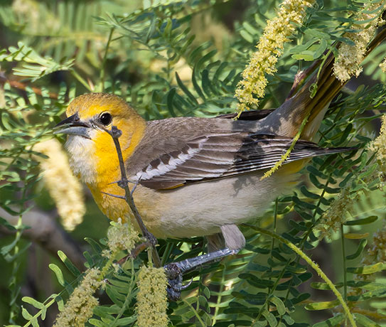 Bullock's Oriole Icterus bullockii 