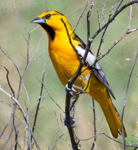Bullock's Oriole Icterus bullockii 