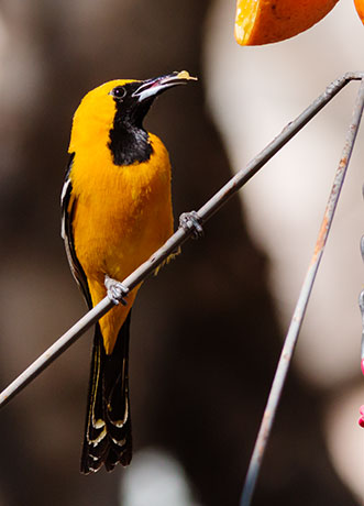 Hooded Oriole Icterus cucullatus