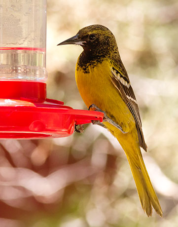 Scott's Oriole Icterus parisorum
