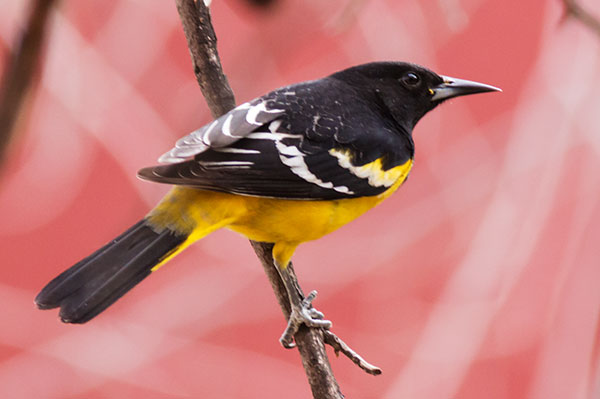 Scott's Oriole Icterus parisorum