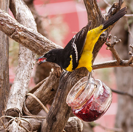 Scott's Oriole Icterus parisorum