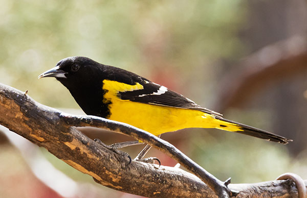 Scott's Oriole Icterus parisorum