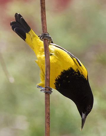 Scott's Oriole Icterus parisorum